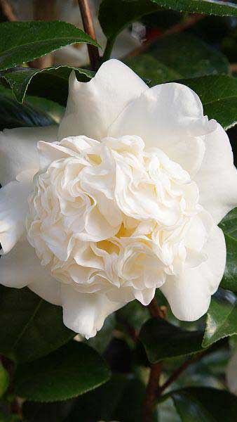 Camellia Japonica Snow Ball - White double Camellia flowers, evergreen and for sale online UK
