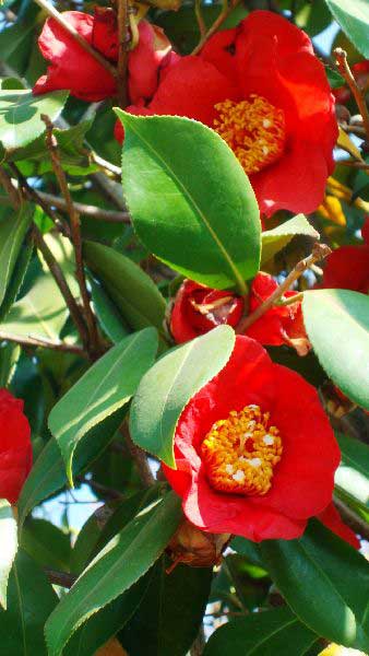 Camellia Japonica, an evergreen shrub, prefers acid soil with stiking early flowers. For sale at Paramount Plants and Gardens, UK