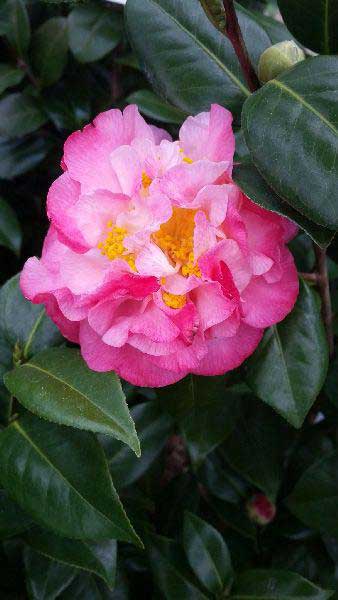 Camellia Japonica Nuccios Jewel, pink flowering Camellia for sale online, UK nationwide delivery.