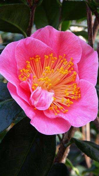 Camellia Reticulata California, huge pink flowering shrubs to buy online UK delivery