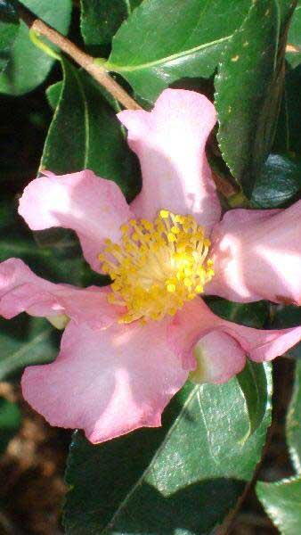 Pale pink Camellia Sasanqua Cleopatra, winter flowering to buy online UK