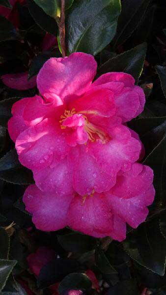 Camellia Sasanqua Kanjiro Hiryu, Red flowering variety for sale London UK