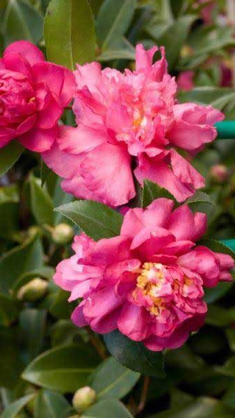 Camellia Sasanqua Sparkling Burgundy, autumn flowering Camellia, buy online UK