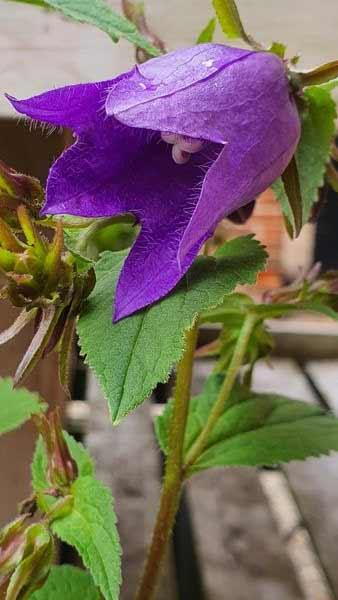 Campanula Glomerata Superba. Clustered Bellflower Superba perennials for sale online with UK delivery