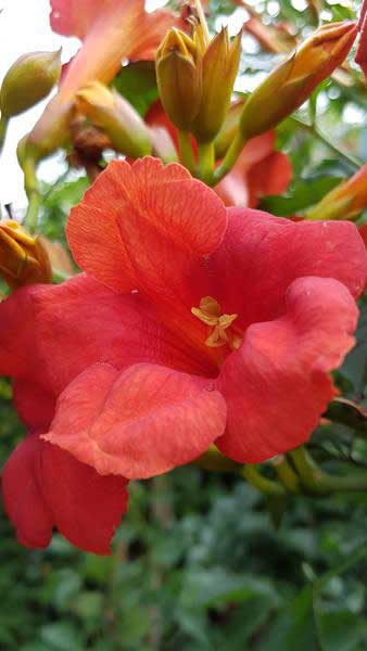 Campsis x tagliabuana Madame Galen, beautiful red flowering Trumpet Vine for sale online, UK delivery