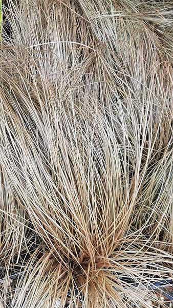Carex Buchananii or Leatherleaf Sedge an ornamental grass suitable for coastal locations as well as city gardens.