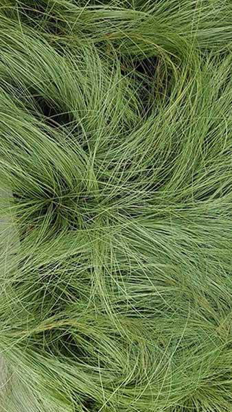 Carex Comans Frosted Curls or New Zealand sedge grass, part of our ornamental grasses for sale UK