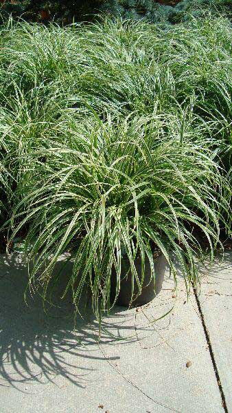 Carex Silver Sceptre, Grasses to buy online, UK