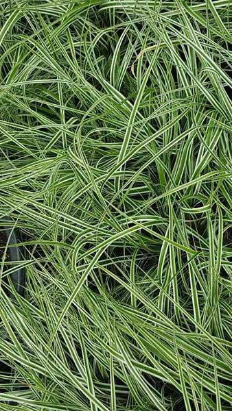 Carex Oshimensis Everest a variegated ornamental grass, an evergreen perennial - great sized plants, buy online UK delivery.