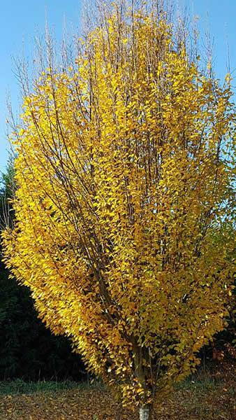 Carpinus Betulus Fastigiata Upright Fastigiate Hornbeam Tree for sale online UK delivery.