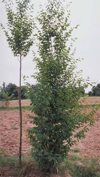 Carpinus Betulus Frans Fontaine or Upright Hornbeam Frans Fontaine for Sale Online 