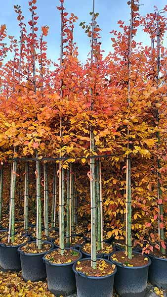 Carpinus Betulus Rockhampton Red Hornbeam Tree (or Lochglow)