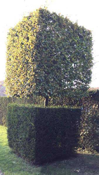 Carpinus Hornbeam topiary cubed tree, trained with a clear stem and elegant squared crown, buy online UK delivery