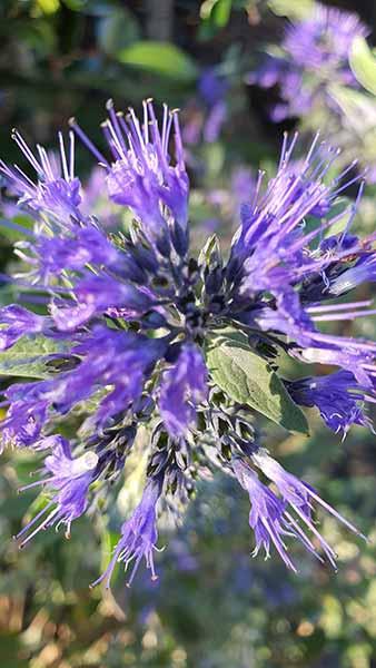 Caryopteris Clandonensis Heavenly Blue is a beautiful perennial with stunning bright blue flowers, buy perennials online UK delivery.