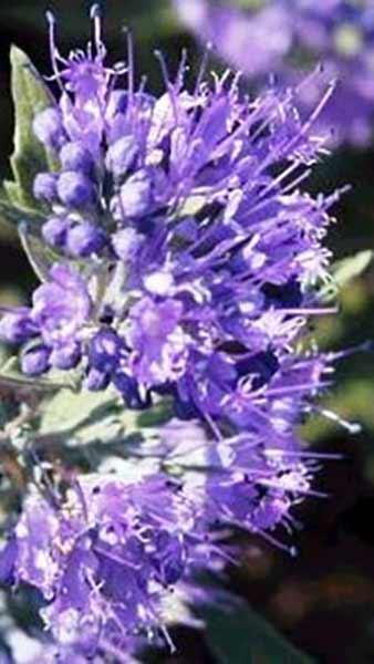 Caryopteris Clandonensis Kew Blue Bluebeard