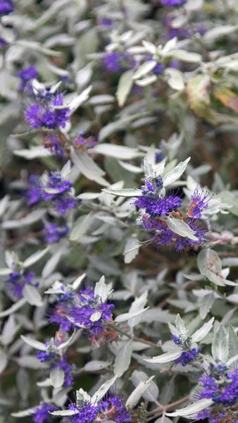 Caryopteris Clandonensis Sterling Silver perennial, beautiful blue flowers on silver grey foliage, buy perennials online, UK and Ireland delivery.