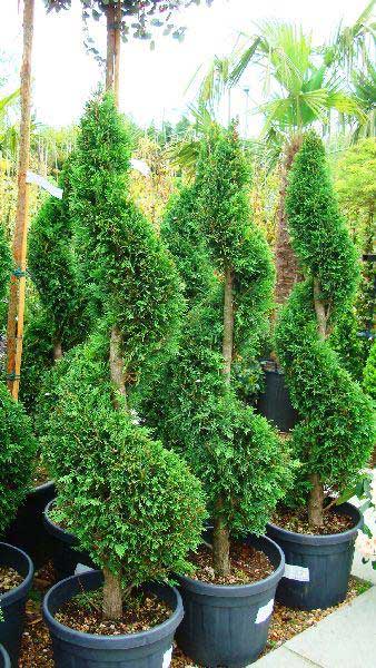 Cupressus Castlewellan Leyland Spirals, Topiary UK