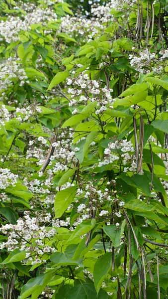 Mature Catalpa Bignonioides Indian Bean Tree for Sale 