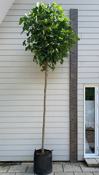 Catalpa Bignonioides Nana for Sale. Indian Bean Tree Nana, dwarf rotund crown tree, buy UK