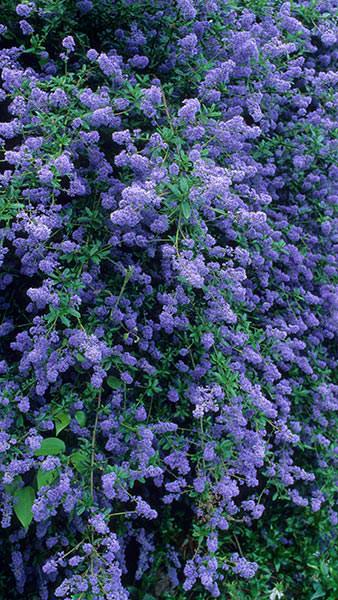 Ceanothus Cascade or Californian Lilac Cascade, striking blue flowers on this evergreen shrub with prolific and long lived flowering, buy UK.
