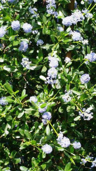 Ceanothus Impressus Victoria California Lilac