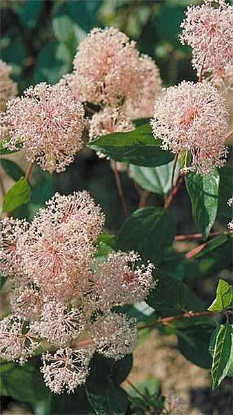 Ceanothus Pallidus Marie Simon, a pretty pink flowering Ceanothus variety, an evergreen shrub for sale online, UK delivery.