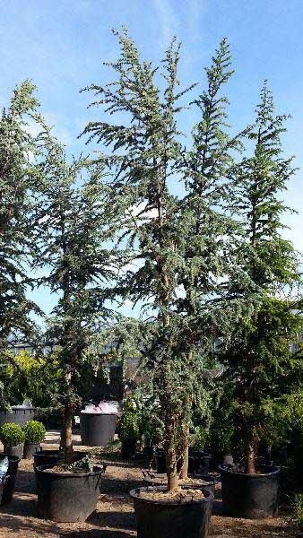 Cedrus Atlantica Glauca known as the Blue Atlas Cedar Tree for sale at Paramount Nursery UK & Online. 