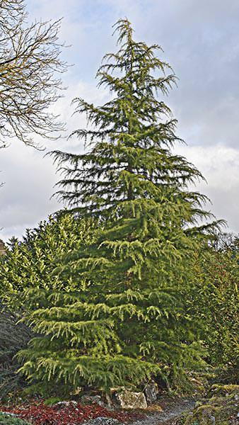 Cedrus Deodara Aurea Pendula (Weeping Golden Deodar Cedar or Himalayan Cedar)