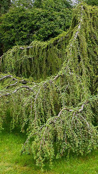 Cedrus Libani Pendula trees for sale online from our London plant centre UK delivery.