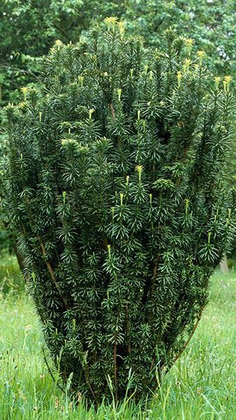 Cephalotaxus Harringtonia Fastigiata Japanese Plum Yew for sale UK delivery.