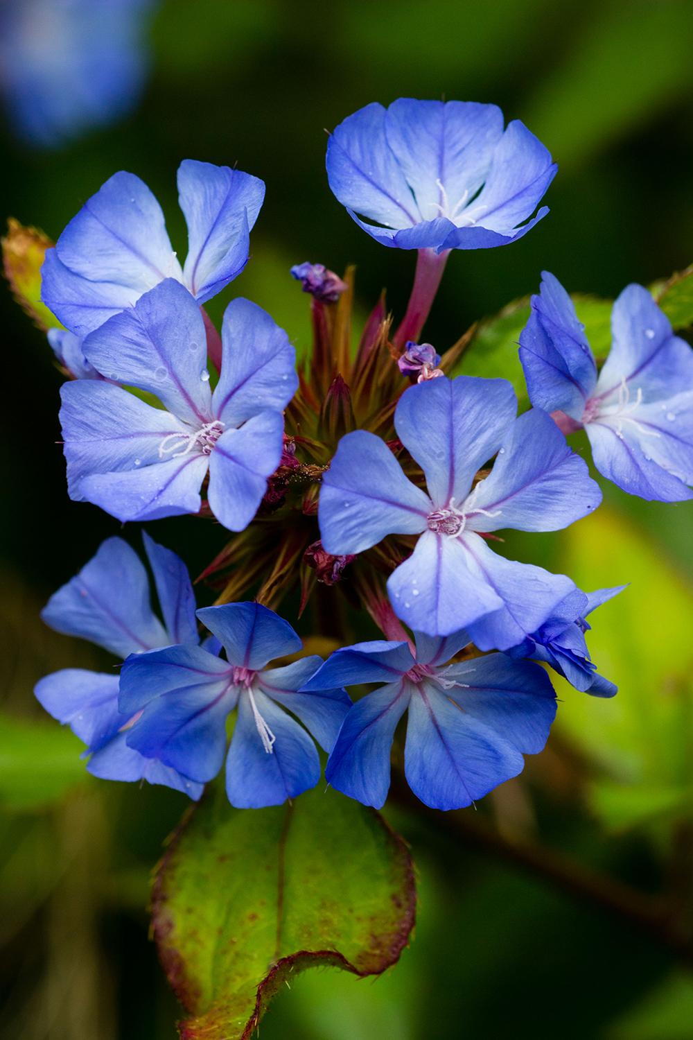 Ceratostigma Willmottianum Chinese Plumbago Plants For Sale ceratostigma-willmottianum-chinese-plumbago-plants-for-sale