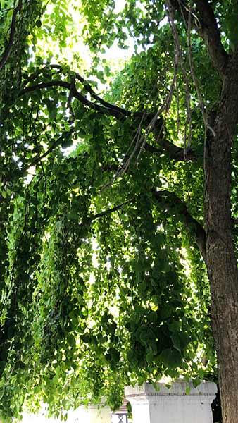 Cercidiphyllum Japonicum Pendulum a stunning weeping tree with graceful foliage, part of our vast tree collection to buy online, UK delivery.