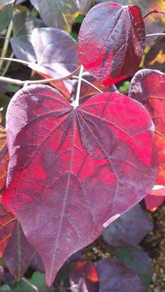 Cercis Canadensis also known as Forest Pansy, for sale online UK delivery.