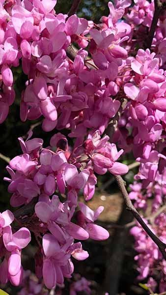 Cercis Canadensis Texensis Traveller Texas Redbud, is a small compact, weeping deciduous tree with heart-shaped foliage and masses of showy pink spring blossoms