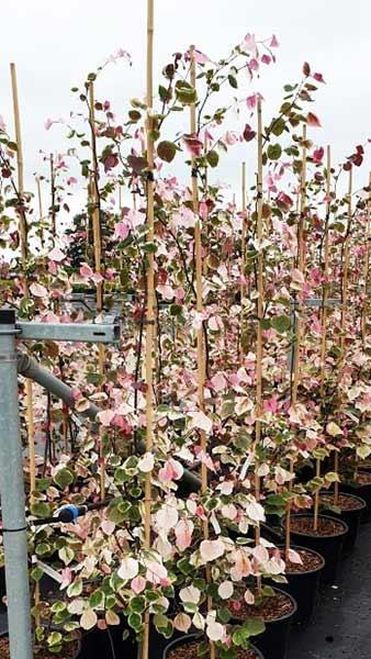 Cercis Canadensis Carolina Sweetheart North American Redbud 