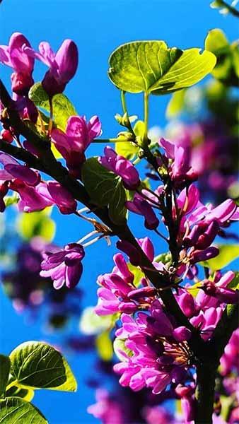 Cercis Chinensis Avondale Chinese Redbud - a stunning ornamental tree