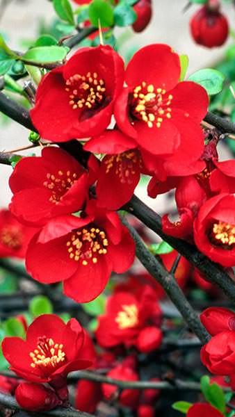Chaenomeles Superba Crimson and Gold Japanese Quince, a top performer with deep crimson blooms with golden anthers in spring, followed by fragrant yellow fruits