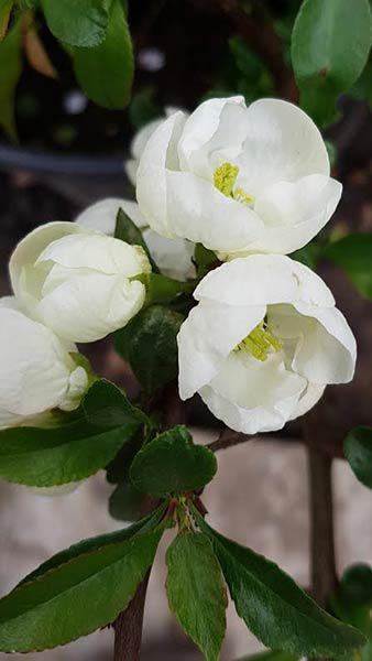 Chaenomeles Superba Jet Trail, white flowering Japanese Quince Jet Trail plants for sale online UK.