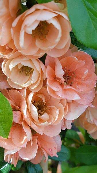 Chaenomeles Superba Cameo, peach coloured flowering Japanese Quince for sale. Ornamental Quince tree to buy online UK