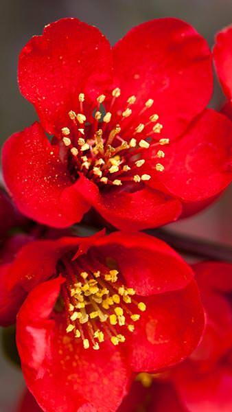 Chaenomeles Superba Nicoline Japanese Quince, an excellent ornamental quince with red spring flowers followed by yellow fragrant quinces.