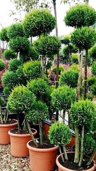 Chamaecyparis Topiary Pom Pom Trees Chamaecyparis Topiary Chamaecyparis Topiary Pom Pom Trees Chamaecyparis Topiary