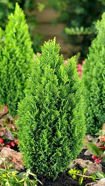 Chamaecyparis Lawsoniana Ellwoods Gold 