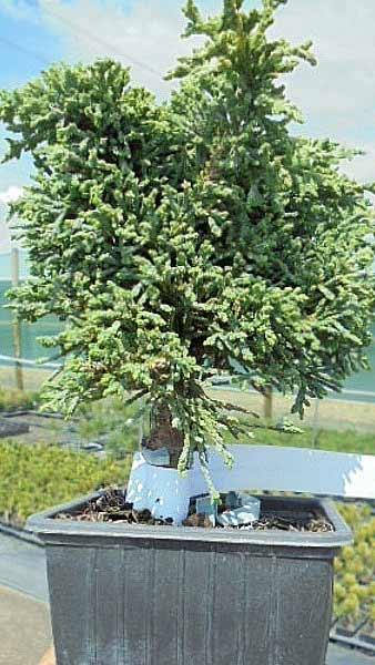Chamaecyparis Lawsoniana Forsteckensis Lawsons Cypress