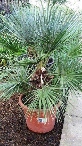 Chamaerops Humilis Cerifera, Hardy Palms UK