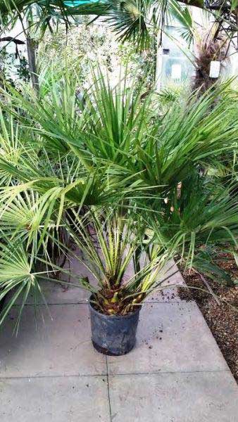 Chamaerops Humilis, Palm Trees, London Paramount Plants and Gardens, UK. Paramount, specialist London garden centre and online shop, UK
