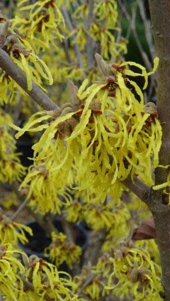 Hamamelis Mollis, Chinese Witch Hazel for sale at our London garden centre for UK delivery