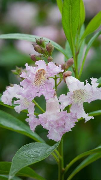 Chitalpa Tashkentensis Summer Bells aka Desert Willow, beautiful pink orchid-like flowers in summer, can be grown as a shrub or small tree, buy UK 