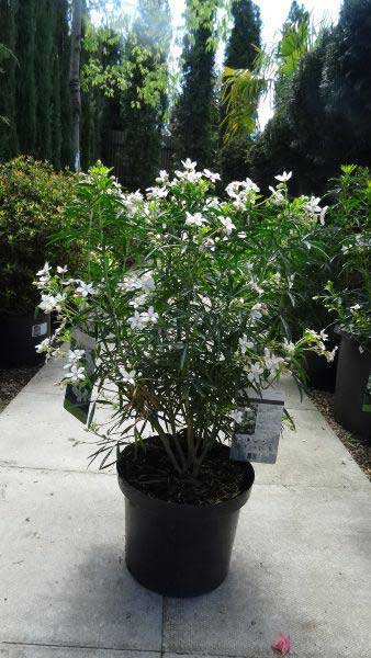 Choisya Aztec Pearl, evergreen shrub with scented flowers for sale at our London nursery, UK