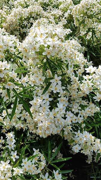 Choisya x Dewitteana White Dazzler is a good performer, evergreen with fragrant white flowers, also known as Mexican Orange Blossom, Buy UK.