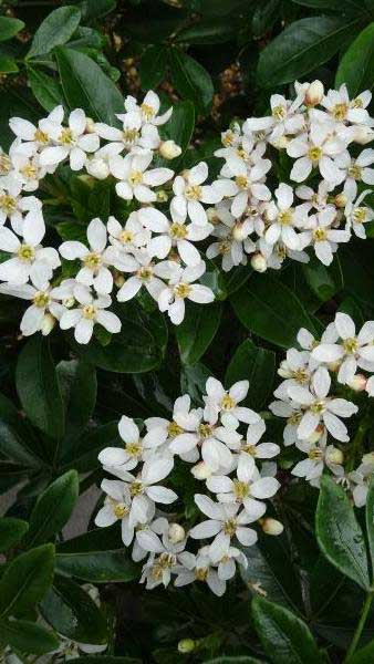 Choisya Ternata (Mexican Orange Blossom) - grow as a shrub or a fragrant hedge